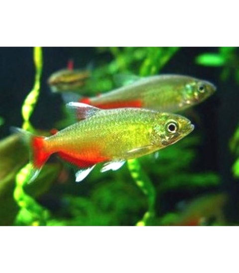 Tetra - Green Fire - QUANTITY OF 12